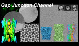 画像：細胞間結合チャネル