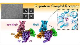 画像：Gタンパク質共役型受容体